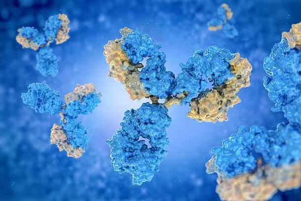 antibodies